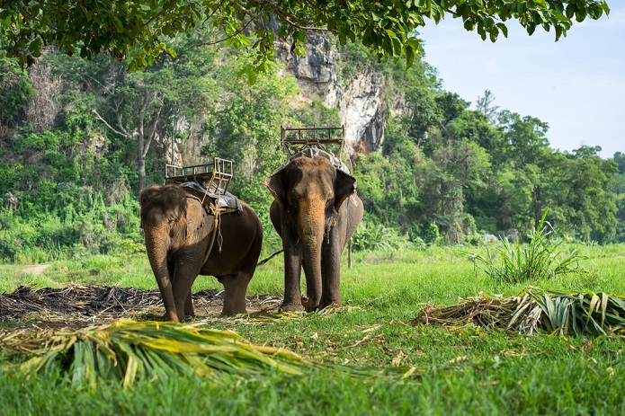 elephant-camp-thailand-koh-chang-kohchang-ban-kwan-chang-elefantencamp-elefanten