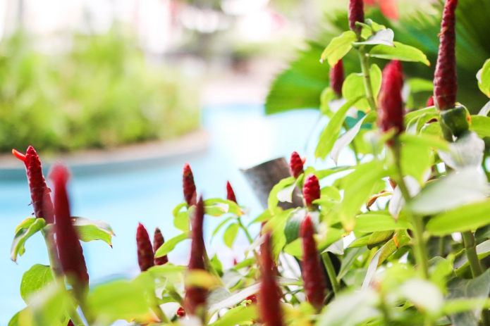 amari-watergate-bangkok-pool