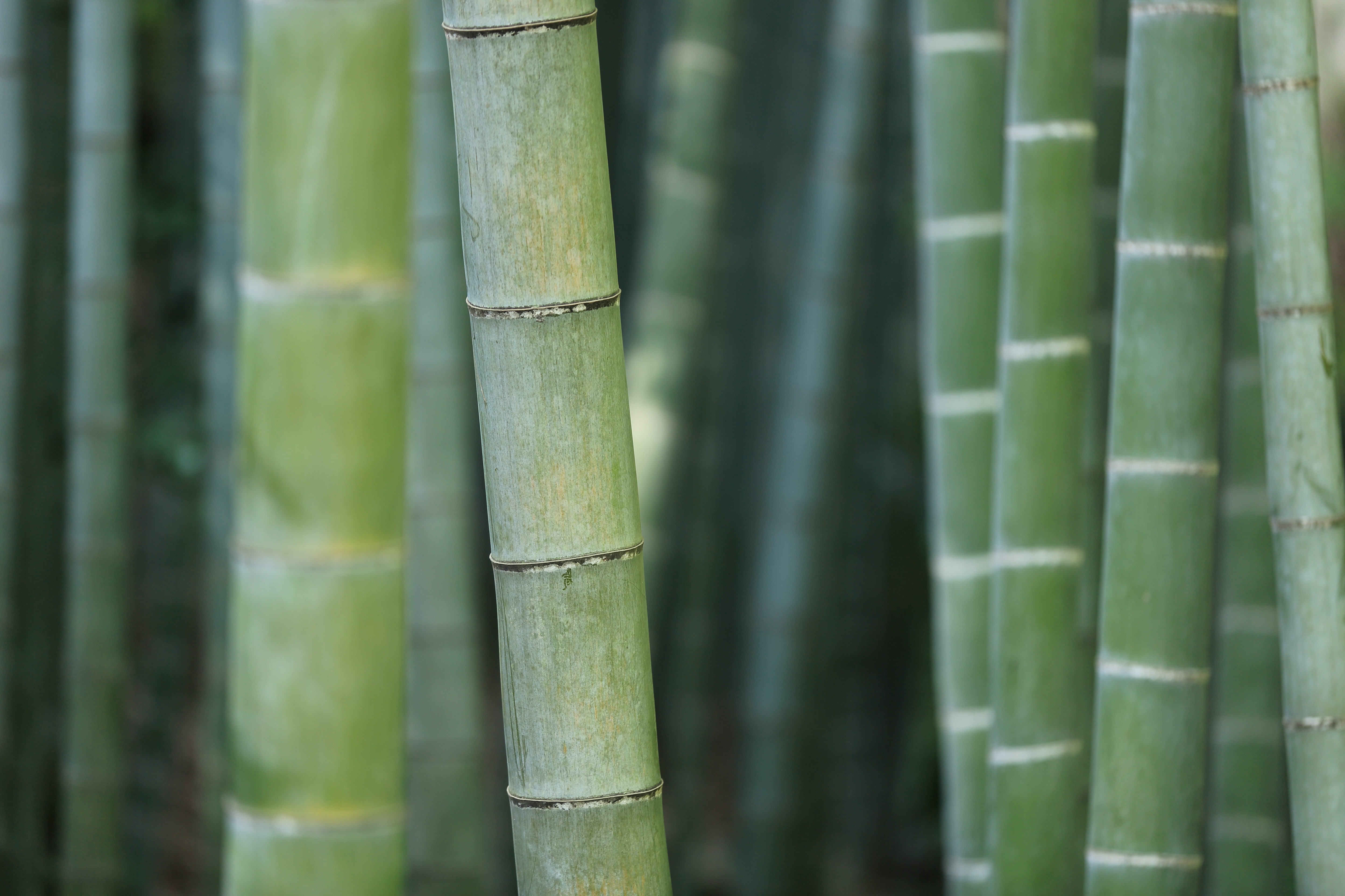Arashiyama Bamboo Grove24
