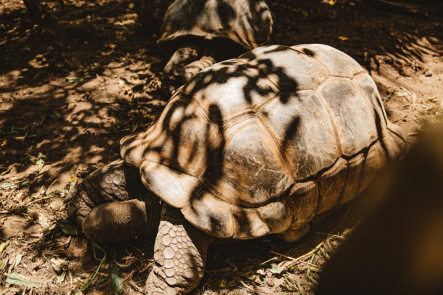 Mauritius Sehenswürdigkeit Riesenschildkröte