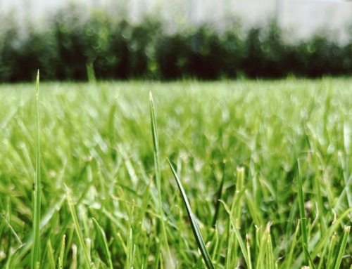 Tipps zur Rasenpflege – Vom Anbau bis zum Mähen